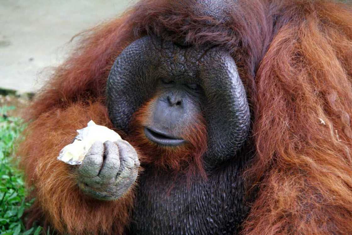 rare animals rare animals