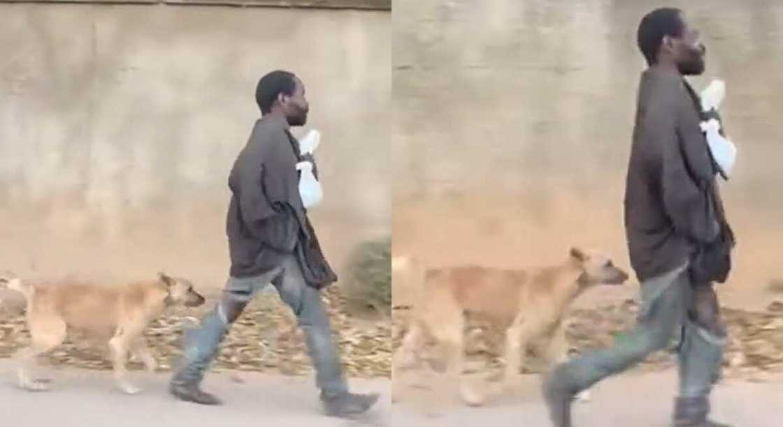 Photos of a mad man and his dog in the street.