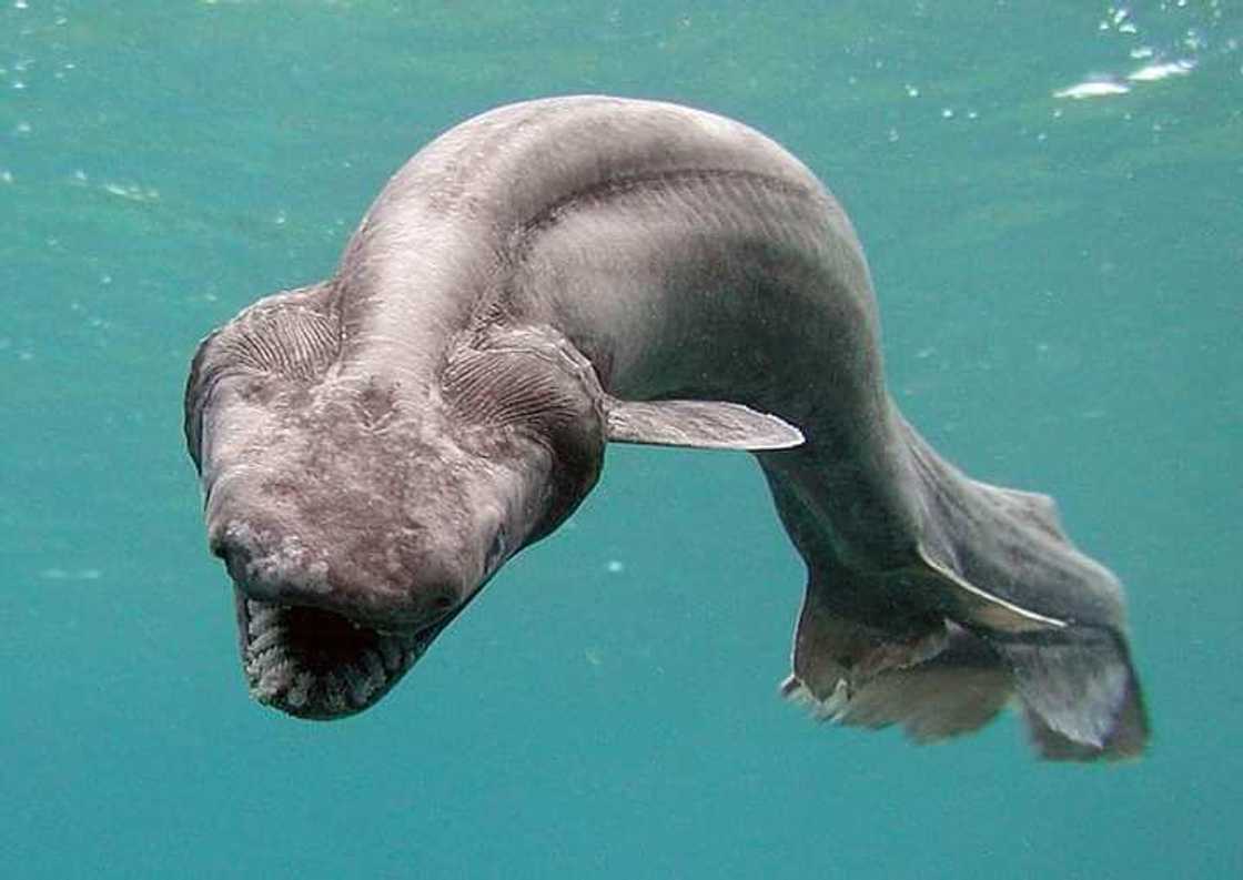 Quels animaux ont la plus longue gestation : éléphant, baleine ? Quels animaux ont la plus longue gestation : éléphant, baleine ?