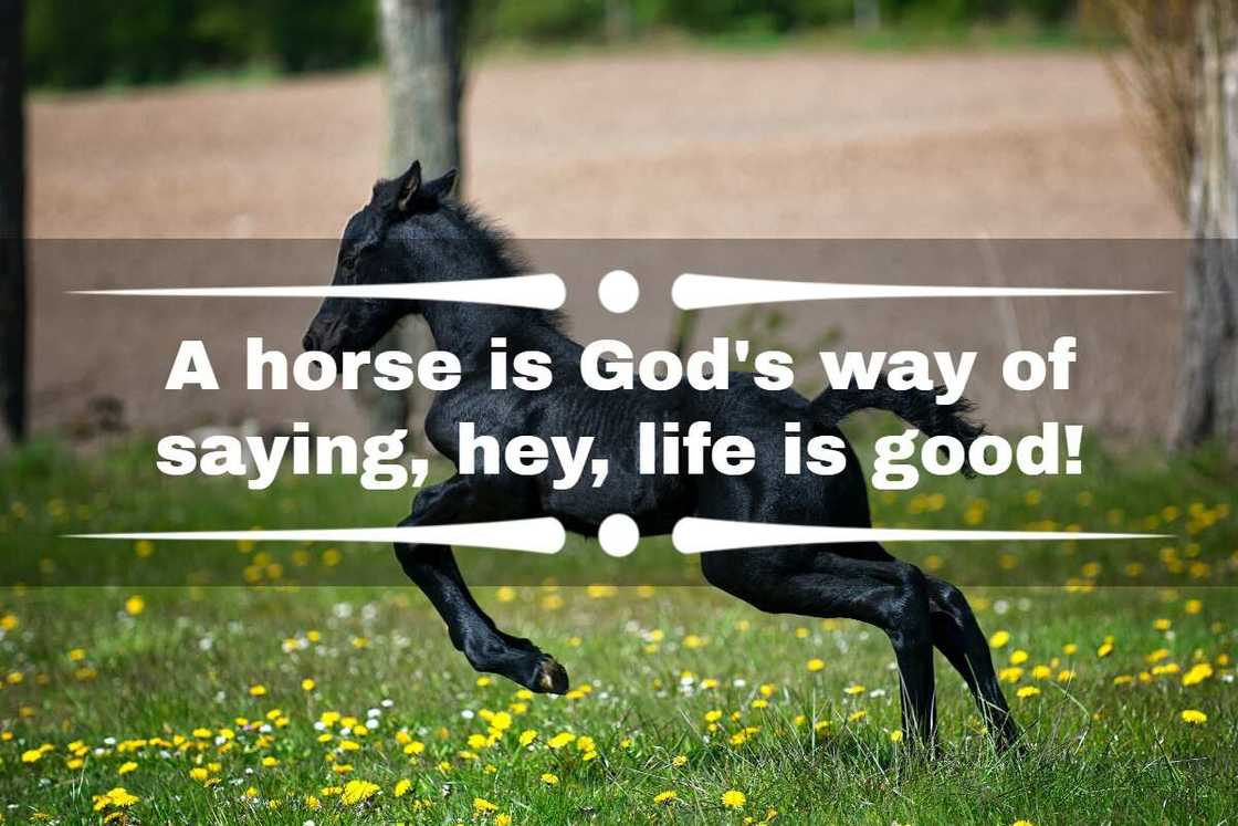 quotes about horses and healing