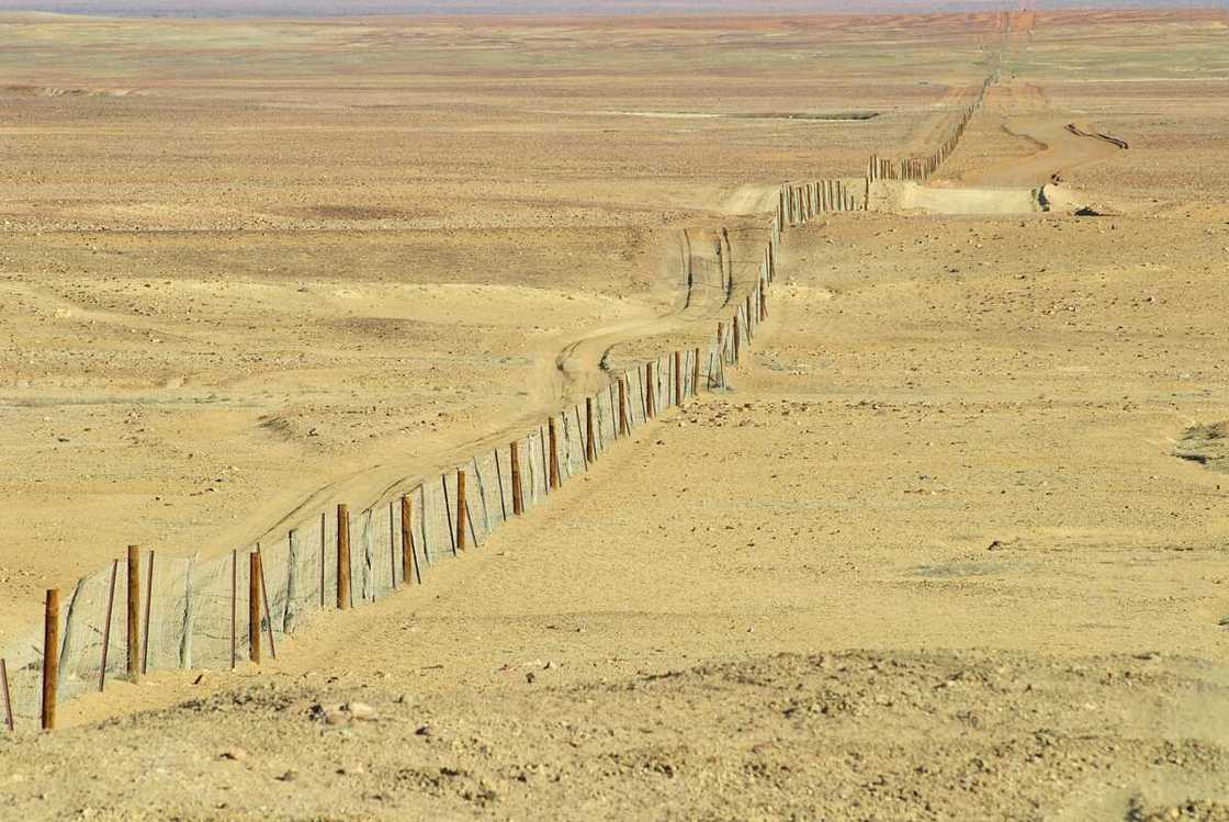 Dingo fence