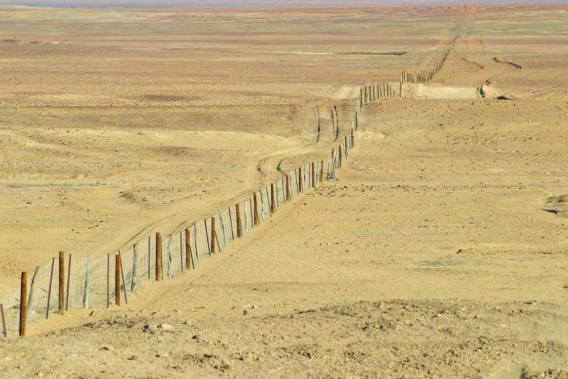 Dingo fence Dingo fence