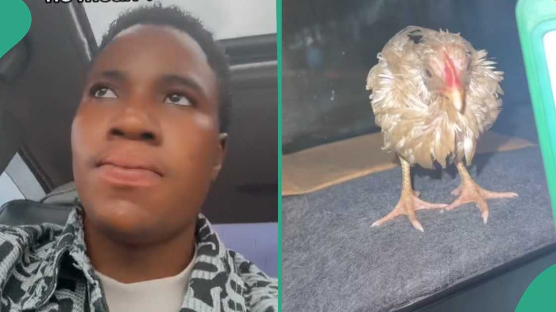 Man helps homeless fowl.