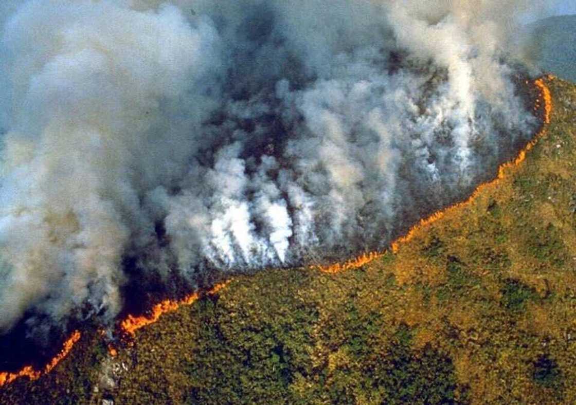 amazon forests amazon forests