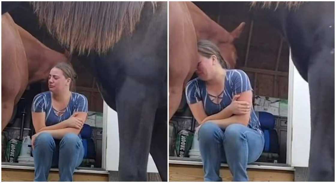 Horse offers Shania a shoulder to cry on. Horse offers Shania a shoulder to cry on.