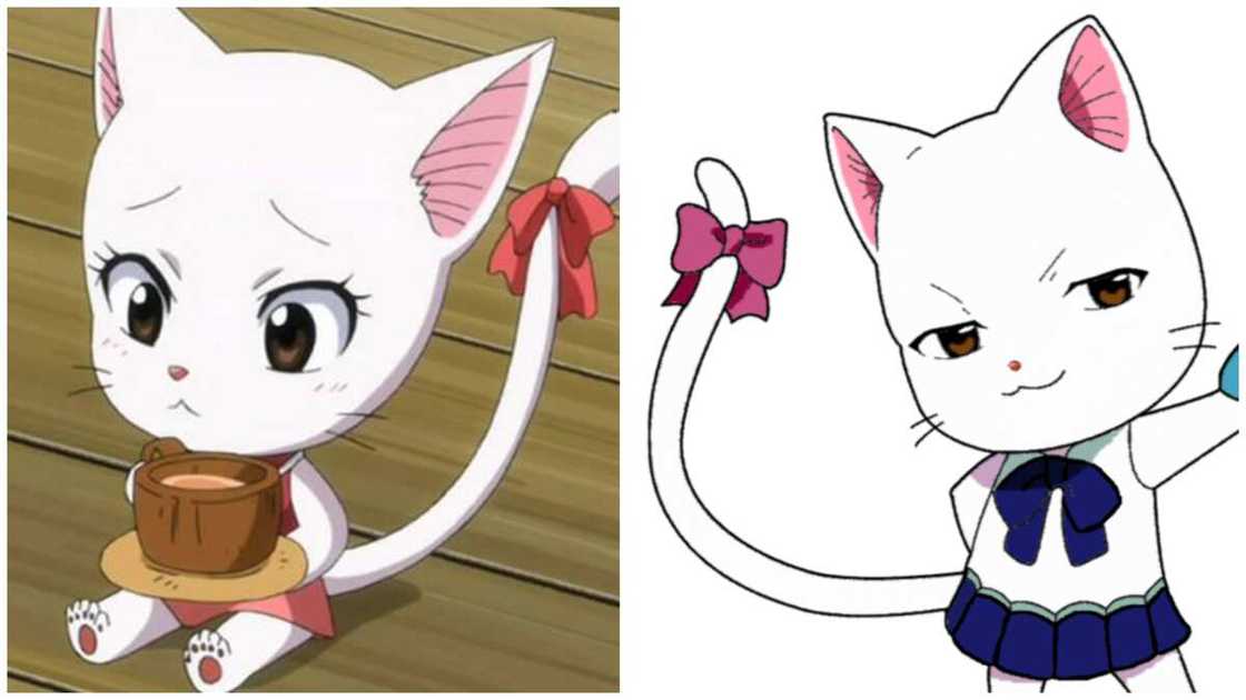 cats in anime cats in anime