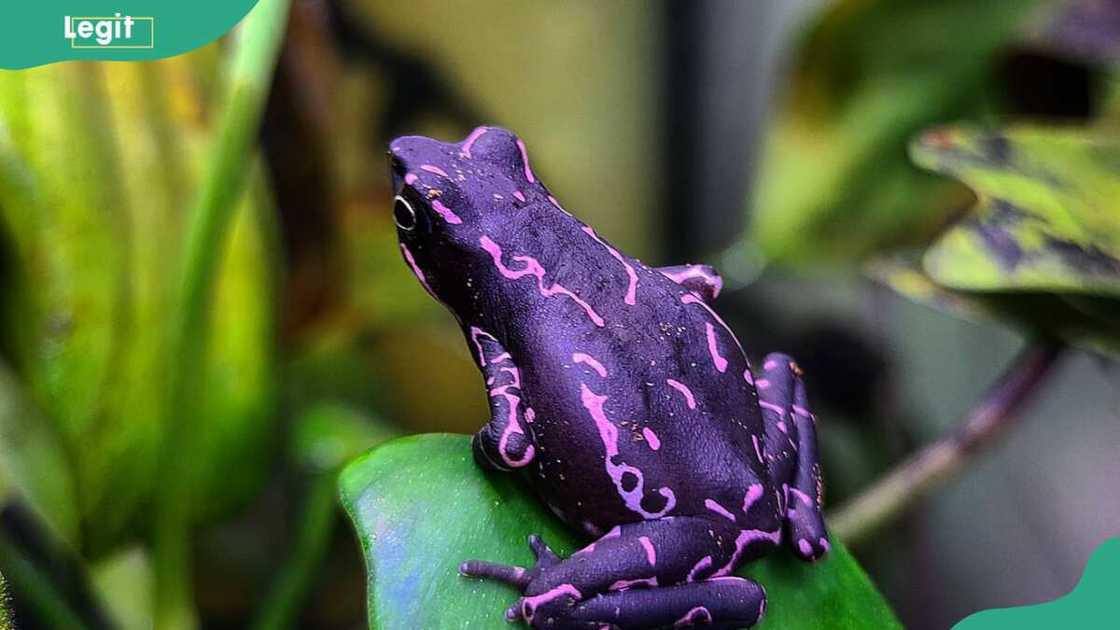 A purple Atelopus varius