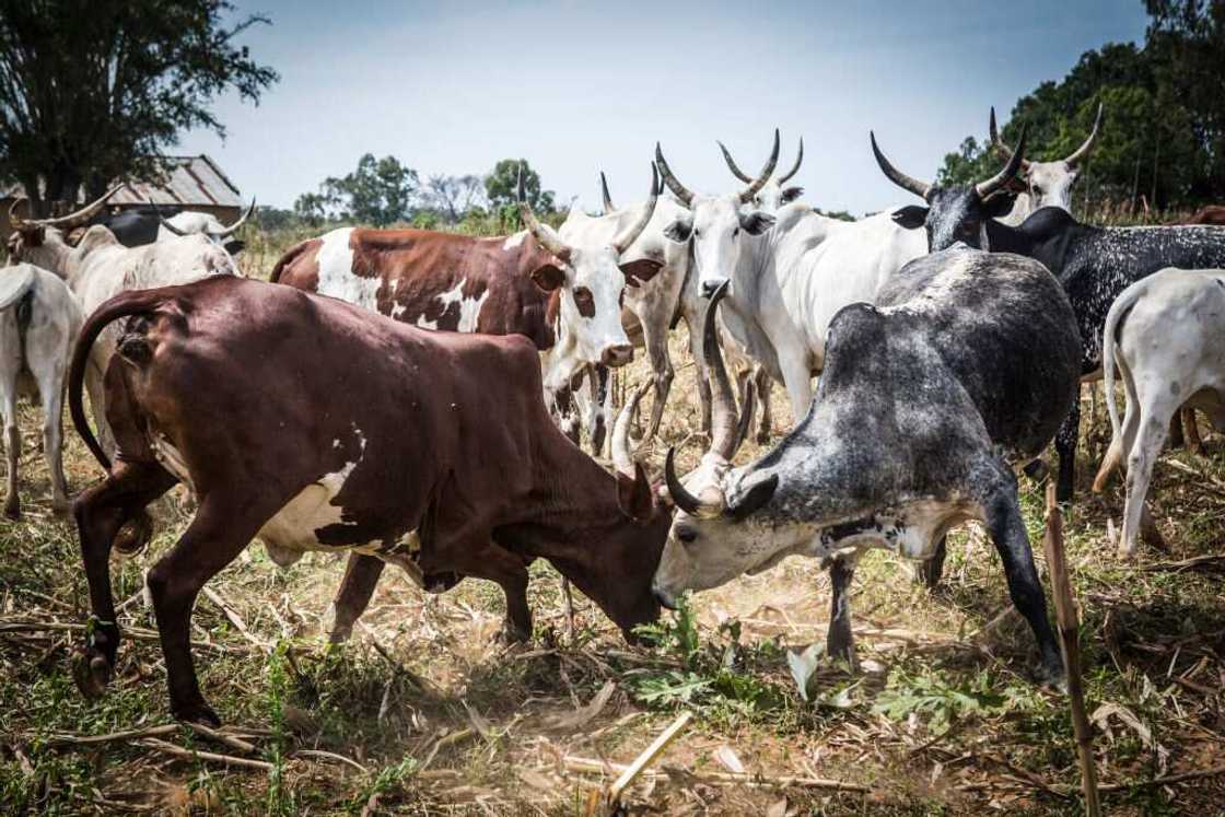Nigeria has nothing to gain from open grazing, Southeast lawmaker declares Nigeria has nothing to gain from open grazing, Southeast lawmaker declares