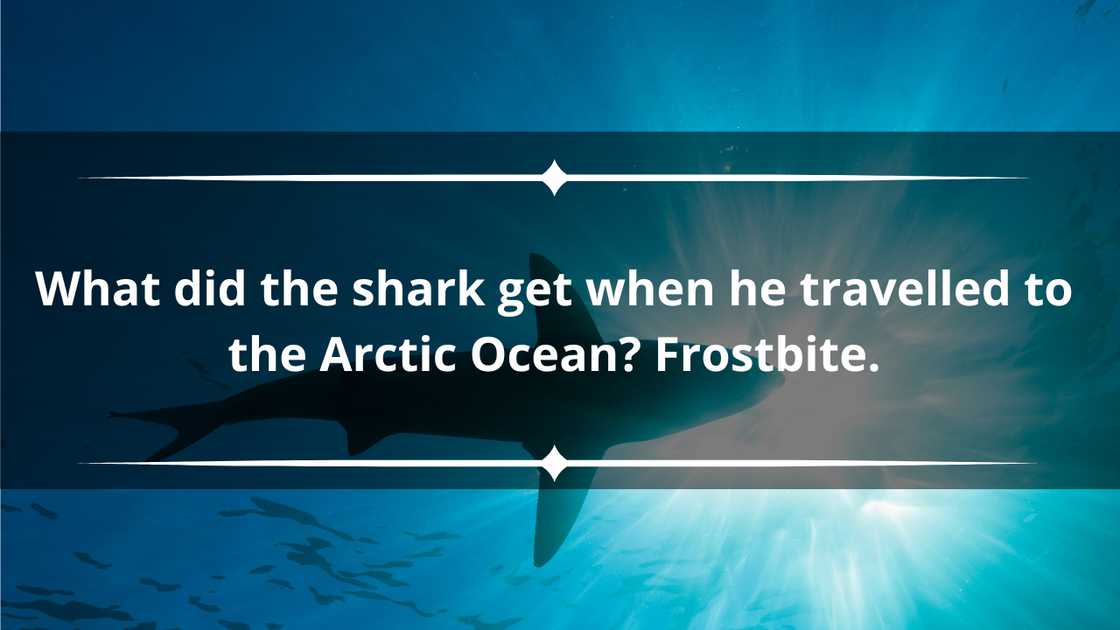 Cute shark puns Cute shark puns