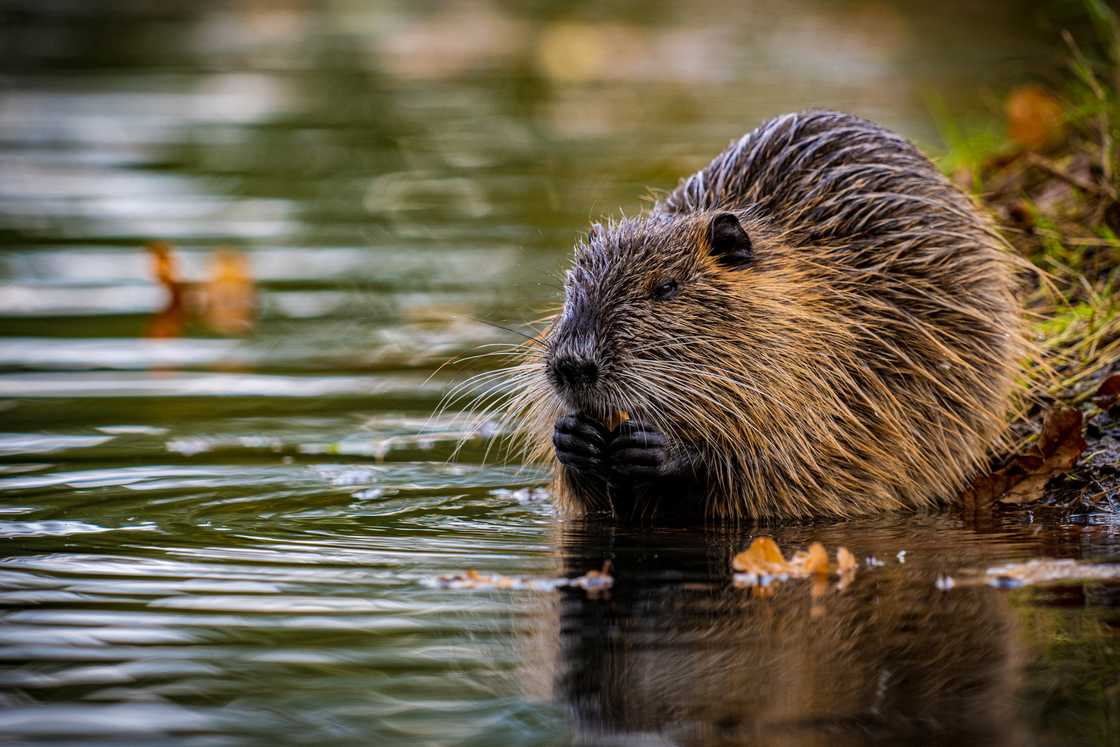 Close-up of a beaver swimming in a lake