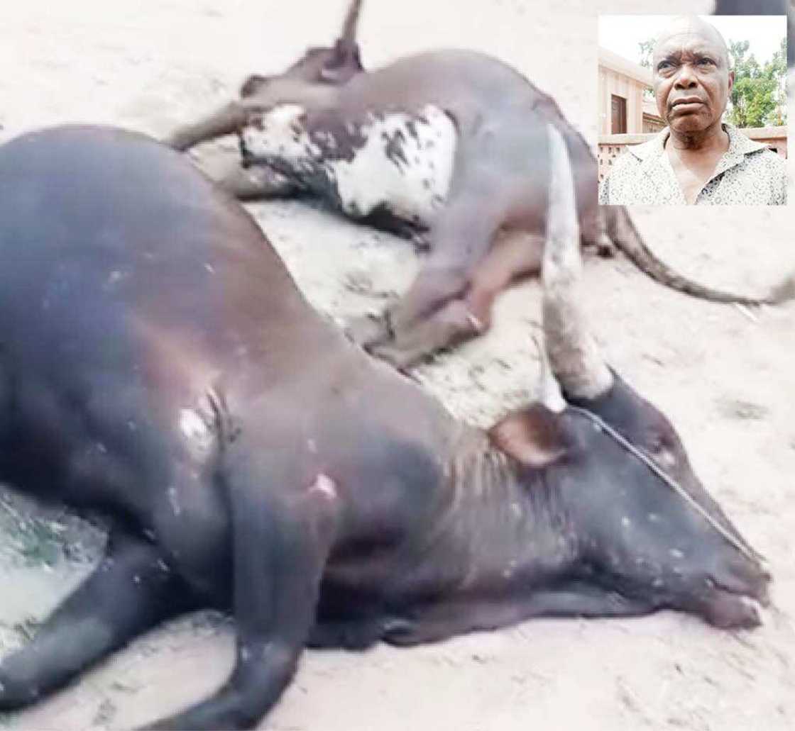 Yadda 'yan awaren IPOB suka halaka makiyayi, suka bindiga shanu 30 Yadda 'yan awaren IPOB suka halaka makiyayi, suka bindiga shanu 30