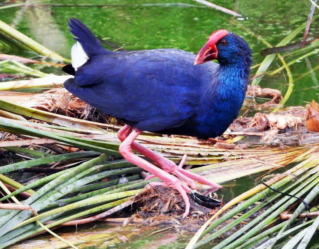 A large Western swamphen A large Western swamphen