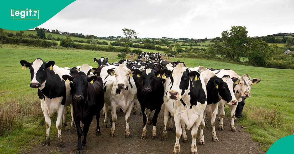 Idi Maiha, the minister of livestock development, speaks as Nigeria turns to cow imports to boost milk production. Idi Maiha, the minister of livestock development, speaks as Nigeria turns to cow imports to boost milk production.