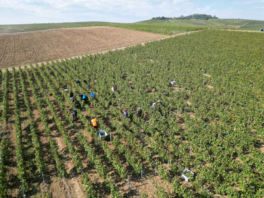 Twenty two labour inspectors and 84 gendarmes have been deployed to oversee this year's harvest on a daily basis, according to the Marne prefecture