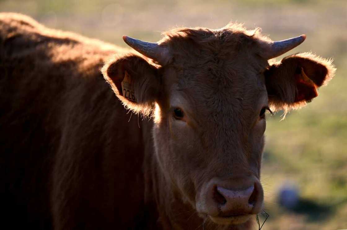 Beijing has since 2000 imposed a ban on the European Union from exporting beef products Beijing has since 2000 imposed a ban on the European Union from exporting beef products