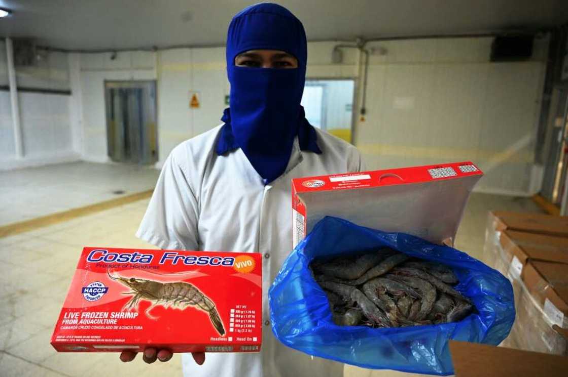 An employee displays shrimp that is exported to Taiwan from the Pacific coast of Honduras An employee displays shrimp that is exported to Taiwan from the Pacific coast of Honduras