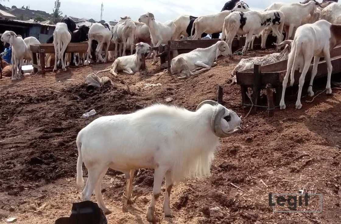 Rams, Eid-el-Kabir, Sallah