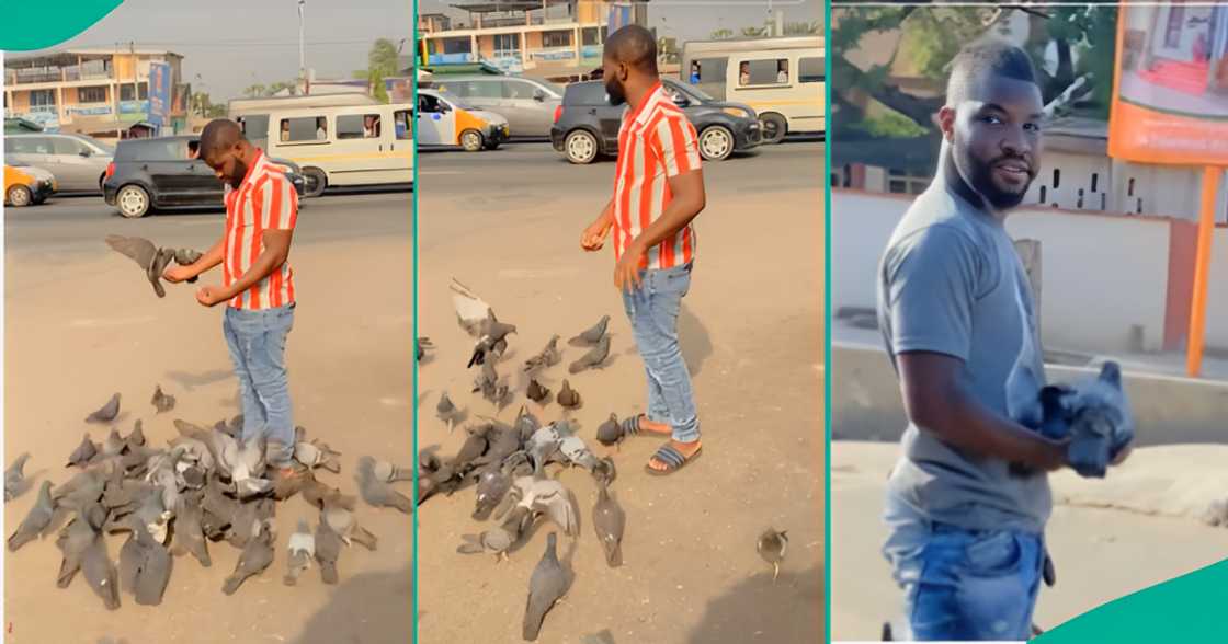 Pigeons surround man at road junction as video trends on TikTok. Pigeons surround man at road junction as video trends on TikTok.