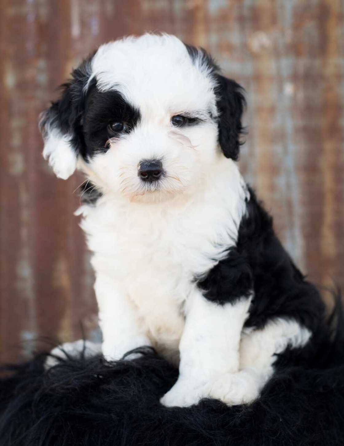 what is a sheepadoodle what is a sheepadoodle