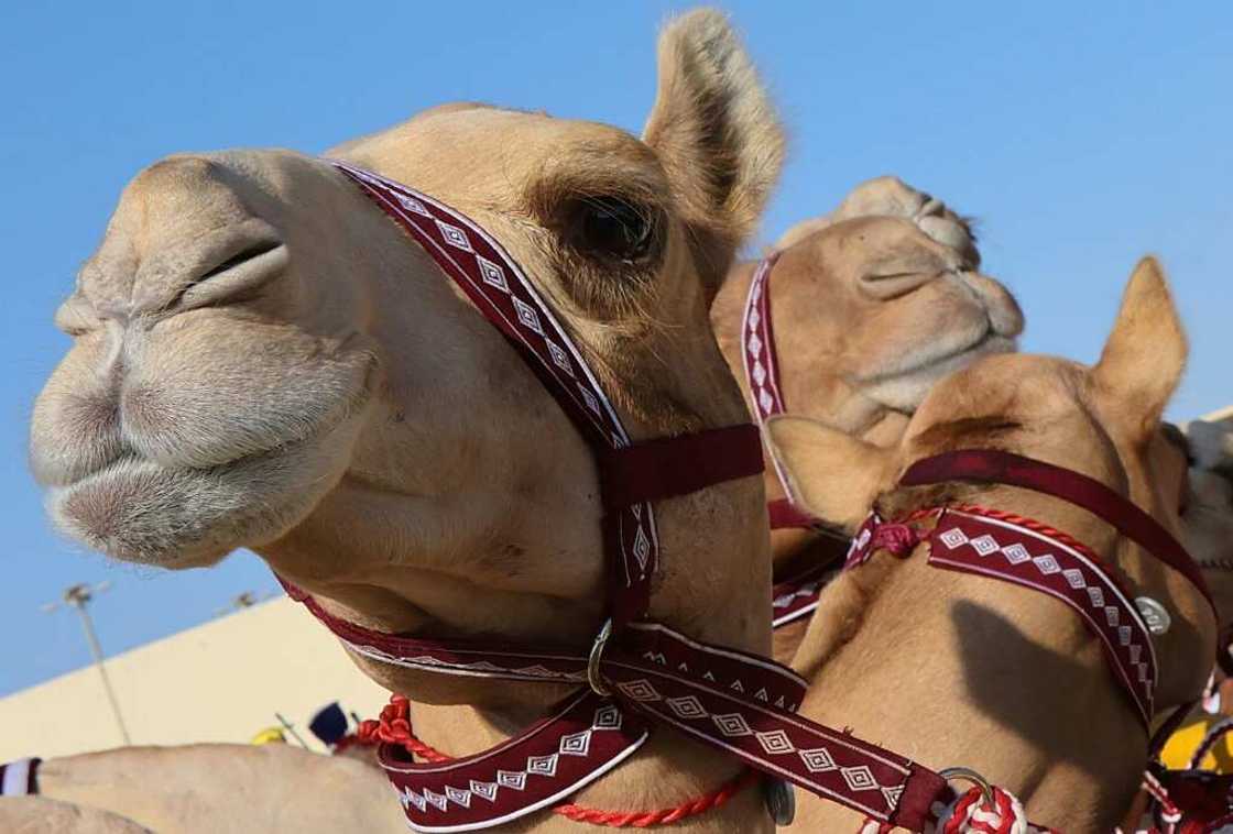 The camel race track in Al-Shahaniya is a far cry from the football fever that has taken over the tiny emirate ahead of the football World Cup The camel race track in Al-Shahaniya is a far cry from the football fever that has taken over the tiny emirate ahead of the football World Cup