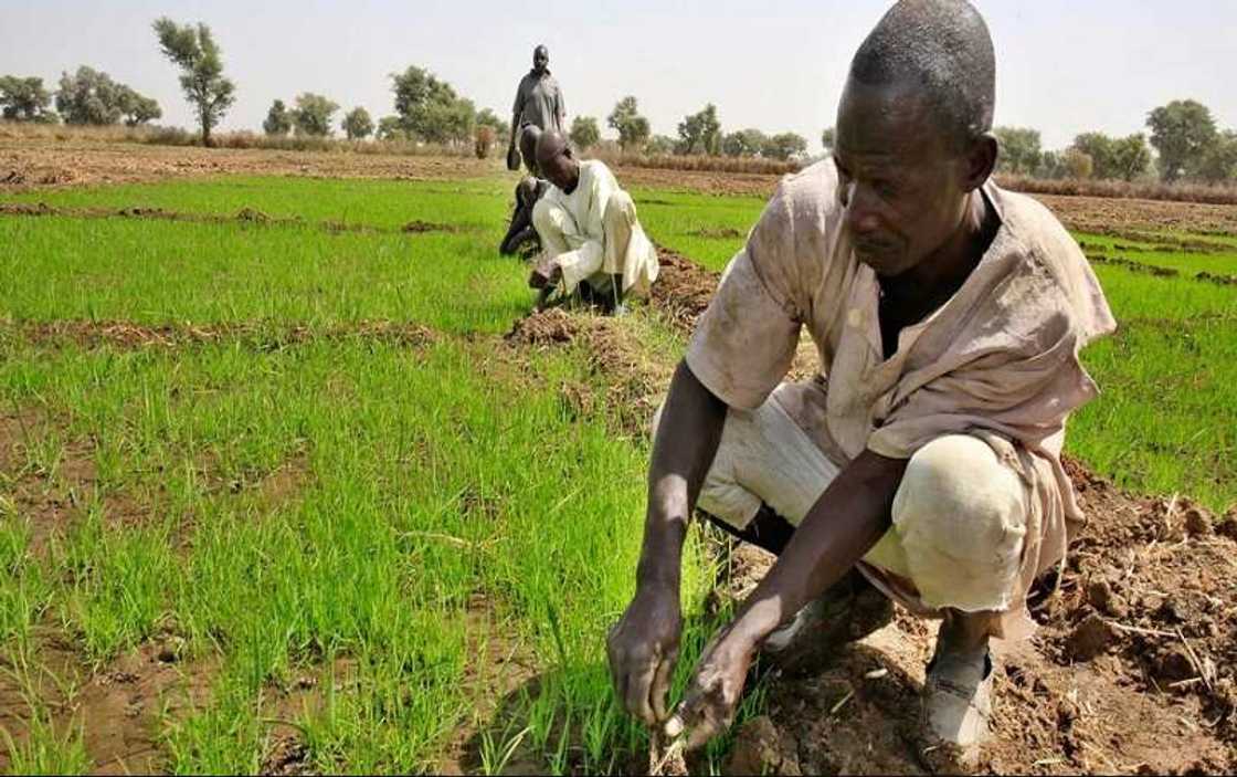 Trade, ICT, oil and 7 other top sectors of Nigeria’s economy Trade, ICT, oil and 7 other top sectors of Nigeria’s economy