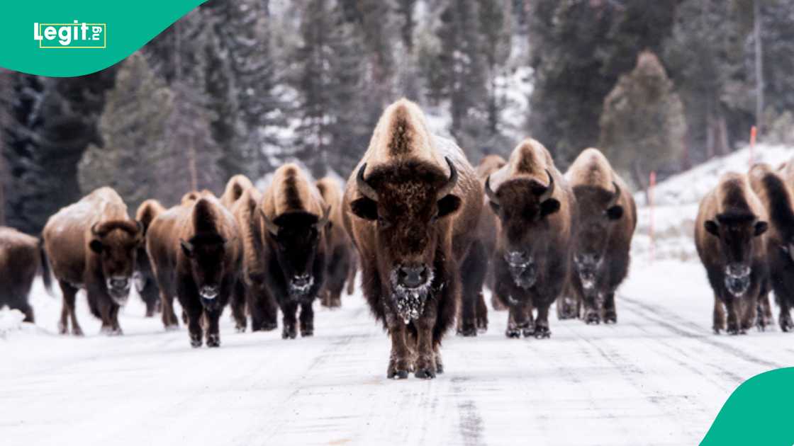 Cape buffalo fatally charges Texas hunter Asher Watkins during South Africa safari expedition. Cape buffalo fatally charges Texas hunter Asher Watkins during South Africa safari expedition.