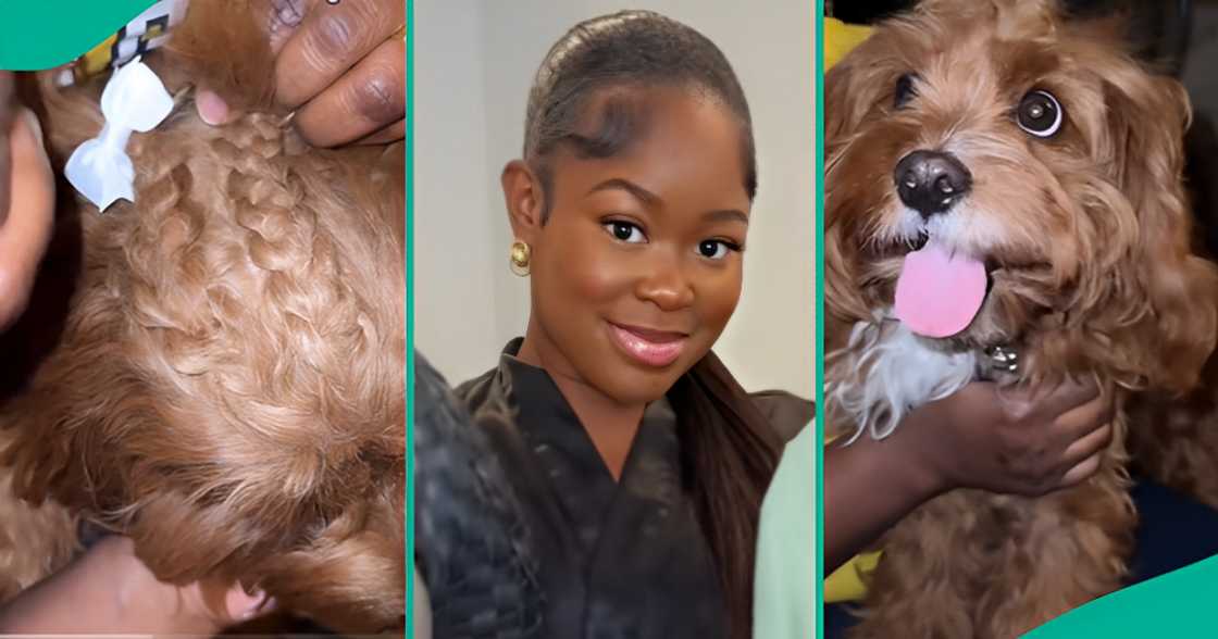 Lady Reacts As Mum Plaits Her Cute Puppy’s Hair, Adds Bows To Beautify Cornrows