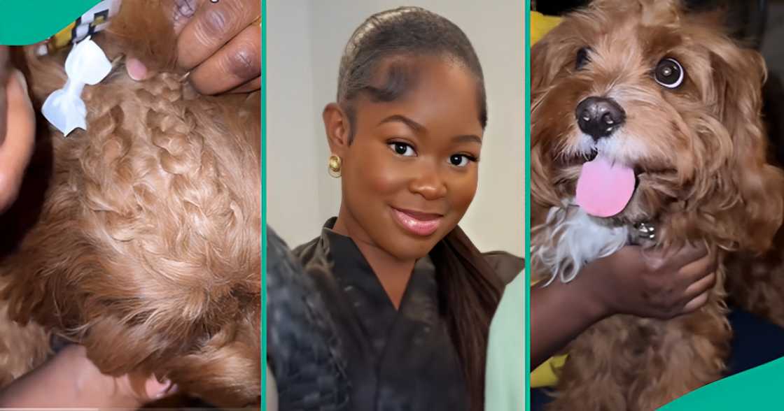 Lady Reacts As Mum Plaits Her Cute Puppy’s Hair, Adds Bows To Beautify Cornrows Lady Reacts As Mum Plaits Her Cute Puppy’s Hair, Adds Bows To Beautify Cornrows