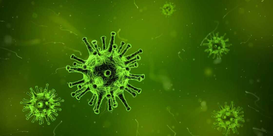 What is coronavirus What is coronavirus