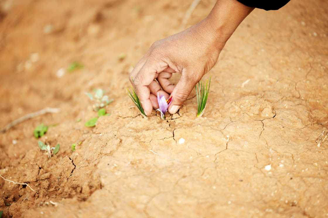 Saffron is well suited to the dry and hot conditions of parts of South Africa Saffron is well suited to the dry and hot conditions of parts of South Africa