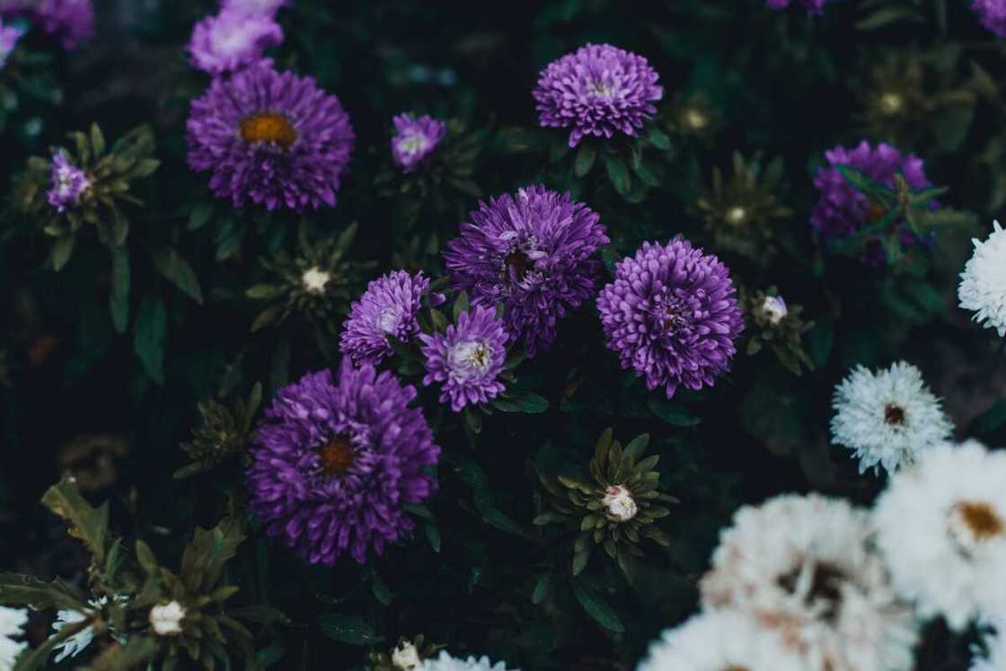 Aster is a symbol of love and grace