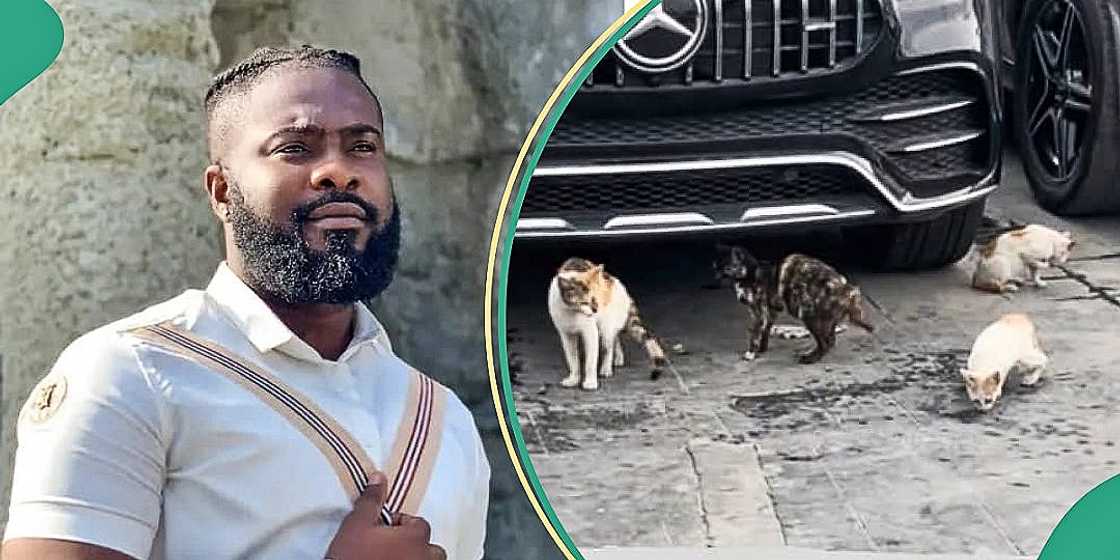 Man sees cats at car dealership Man sees cats at car dealership