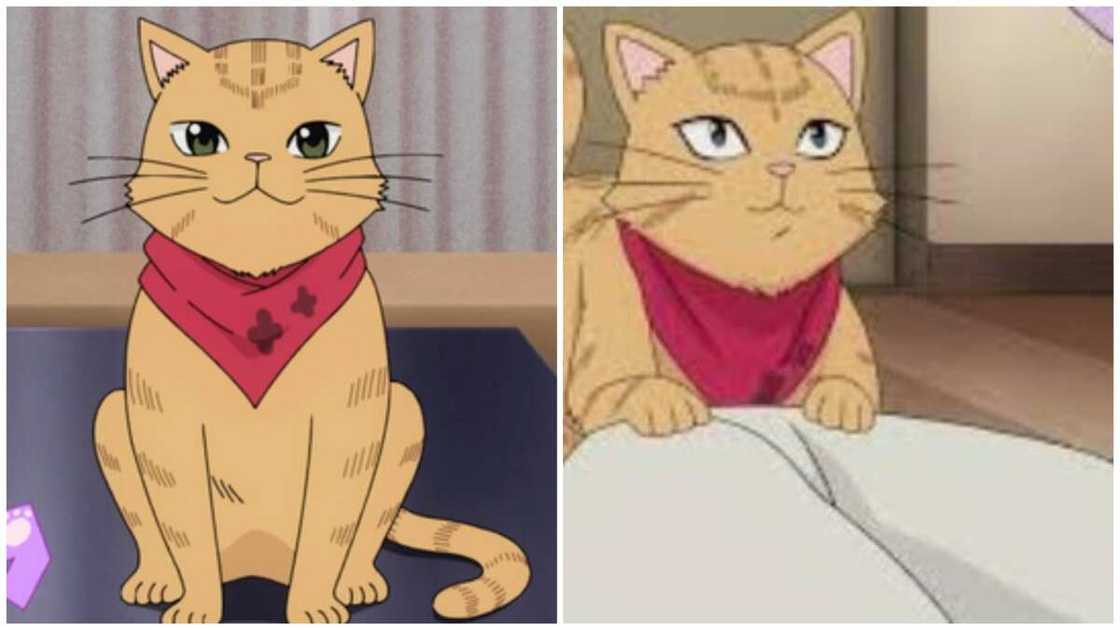 cats from anime cats from anime