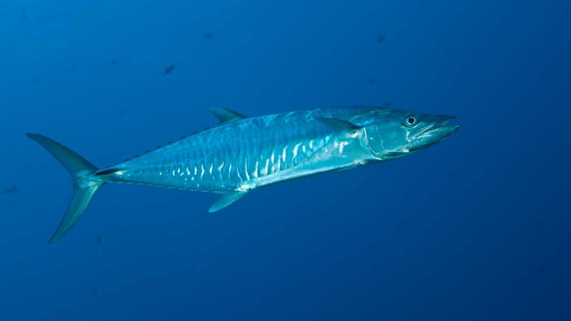 The Wahoo, scientifically known as Acanthocybium solandri.