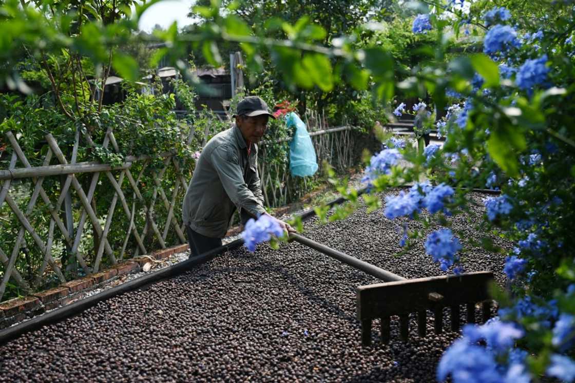 A worker raking coffee beans during the drying process at the Xiaowazi, or Little Hollow, coffee plantation in Pu’er A worker raking coffee beans during the drying process at the Xiaowazi, or Little Hollow, coffee plantation in Pu’er