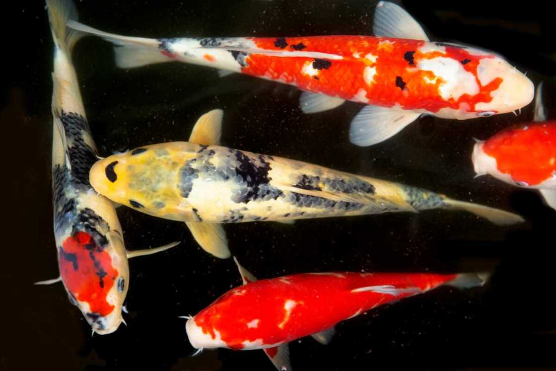 Koi fish colour meaning Koi fish colour meaning