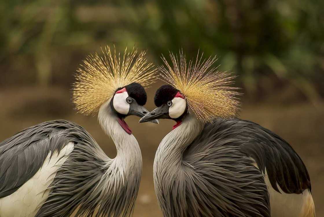 What does a bird symbolize? What does a bird symbolize?