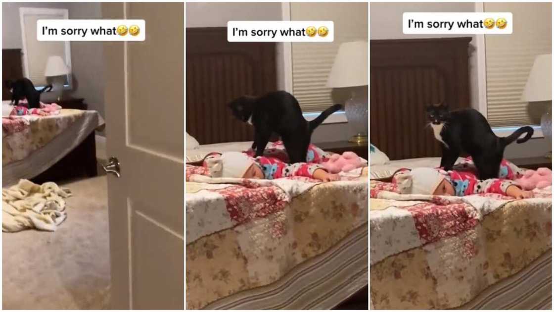 Many people said the the cat and the baby looks cute. Many people said the the cat and the baby looks cute.