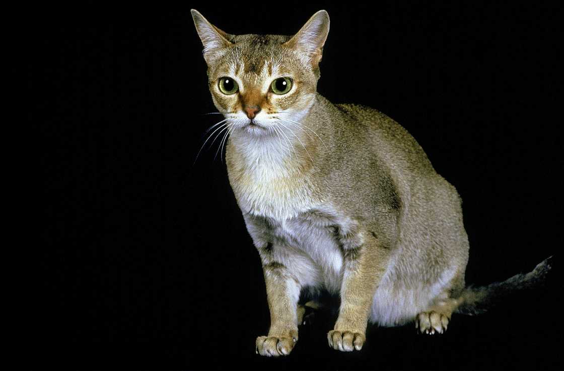 Singapura Domestic Cat sitting against Black Background