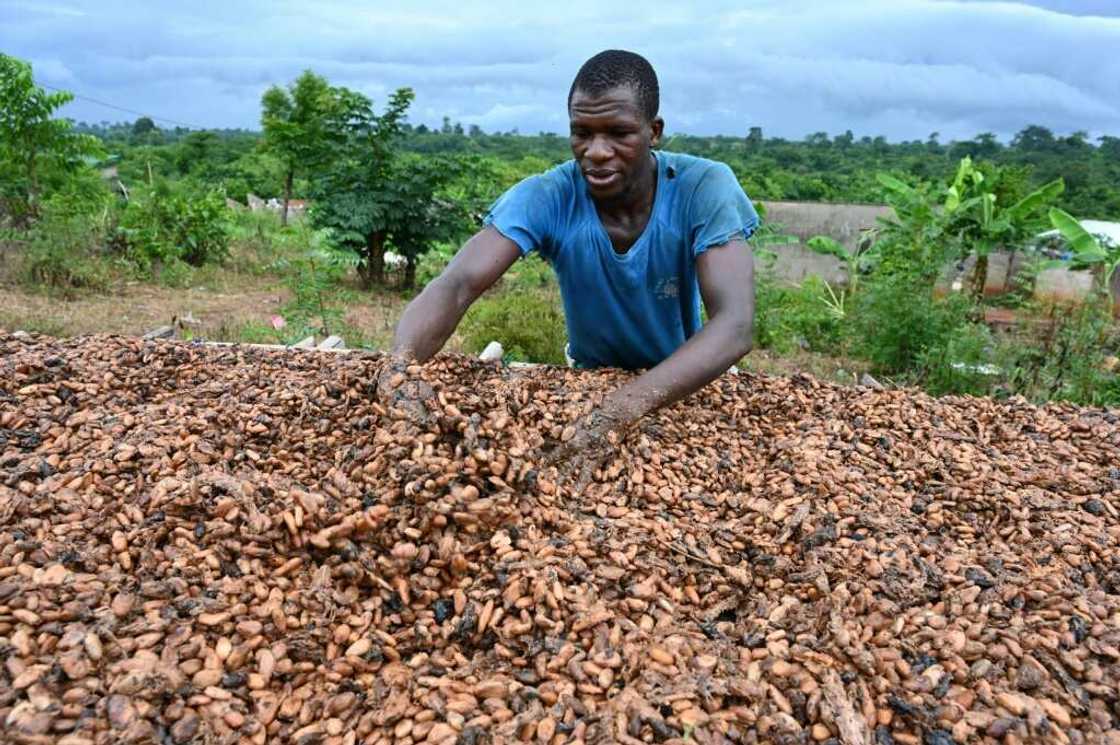 Failed harvests helped drive a meteoric rise in cocoa prices since late 2023 Failed harvests helped drive a meteoric rise in cocoa prices since late 2023
