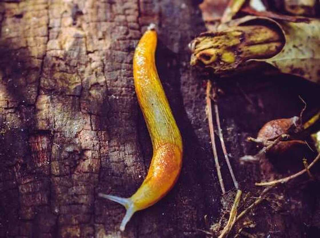 slowest insect in the world slowest insect in the world