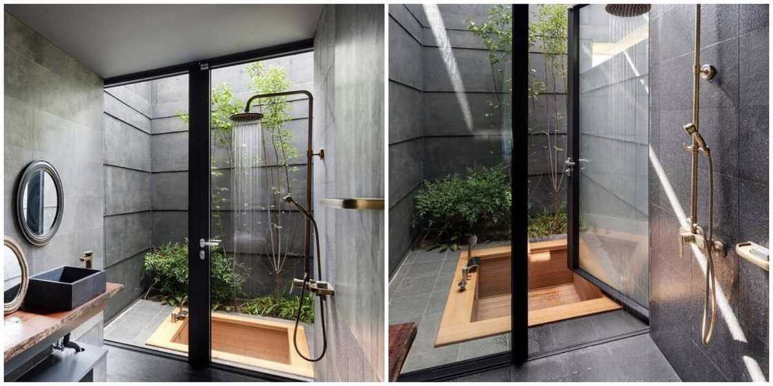 Luxury toilet with tree inside it sparks massive reactions on social media Luxury toilet with tree inside it sparks massive reactions on social media