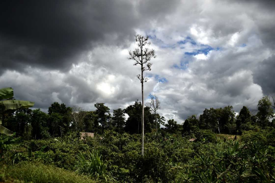 Papua New Guinea will 'immediately' lift a ban on forest carbon credit schemes, the Pacific nation's climate minister said, opening up its vast wilderness to offset global emissions Papua New Guinea will 'immediately' lift a ban on forest carbon credit schemes, the Pacific nation's climate minister said, opening up its vast wilderness to offset global emissions