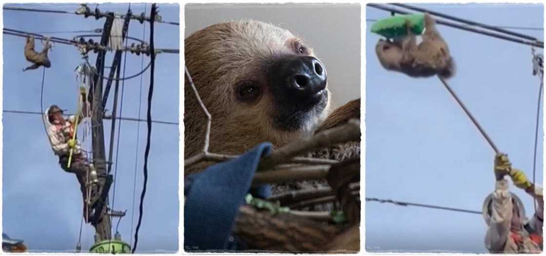 Sloth was rescued from possible death by maintenance workers in Taraza, Colombia Sloth was rescued from possible death by maintenance workers in Taraza, Colombia