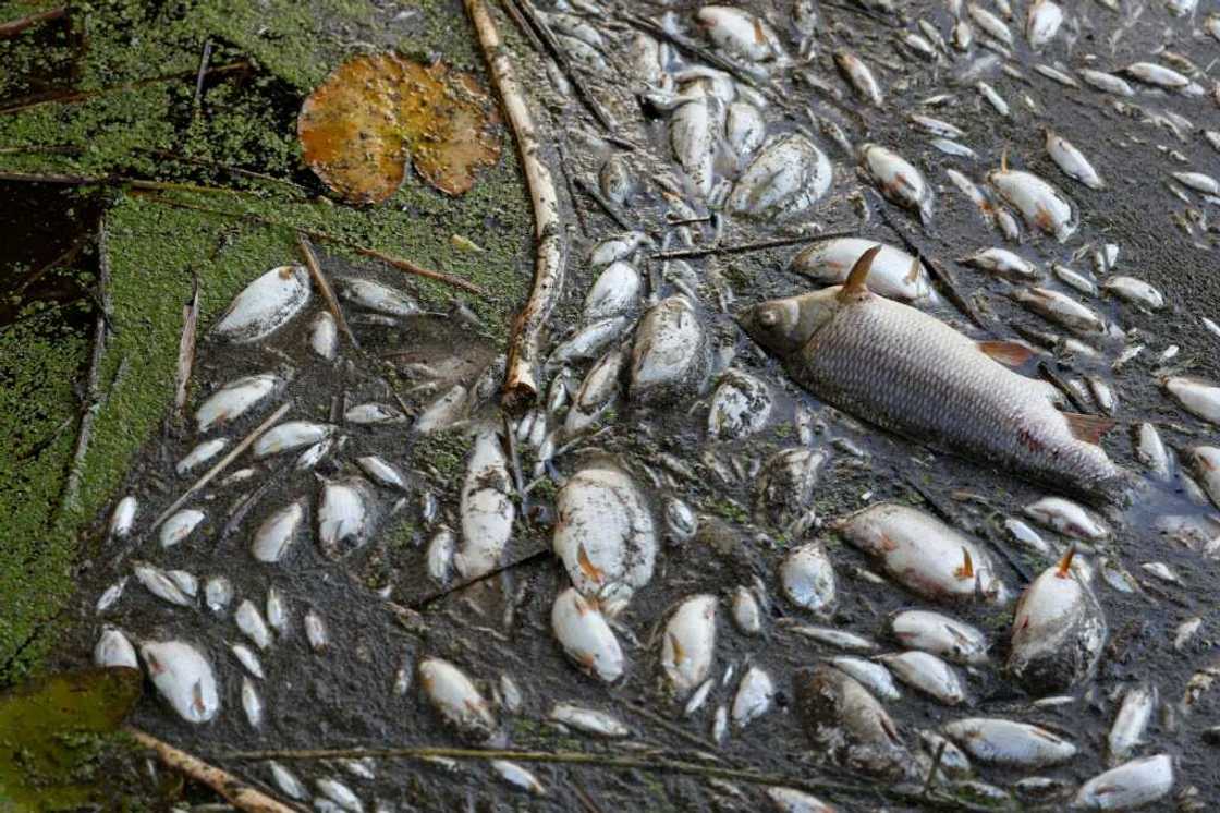 Dead fish are seen along the banks of the Oder River in Schwedt, Germany on August 12, 2022, after a massive fish kill was discovered in the river in the country's east Dead fish are seen along the banks of the Oder River in Schwedt, Germany on August 12, 2022, after a massive fish kill was discovered in the river in the country's east