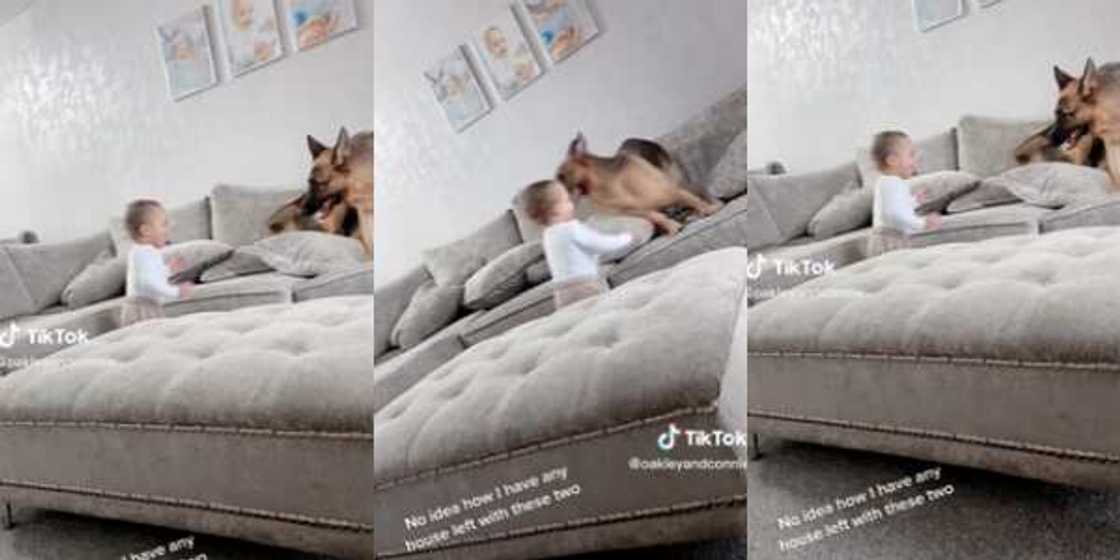 Lovely Dog Babysits Kid, Plays 'Hide n Seek' With Him in Viral Video Lovely Dog Babysits Kid, Plays 'Hide n Seek' With Him in Viral Video