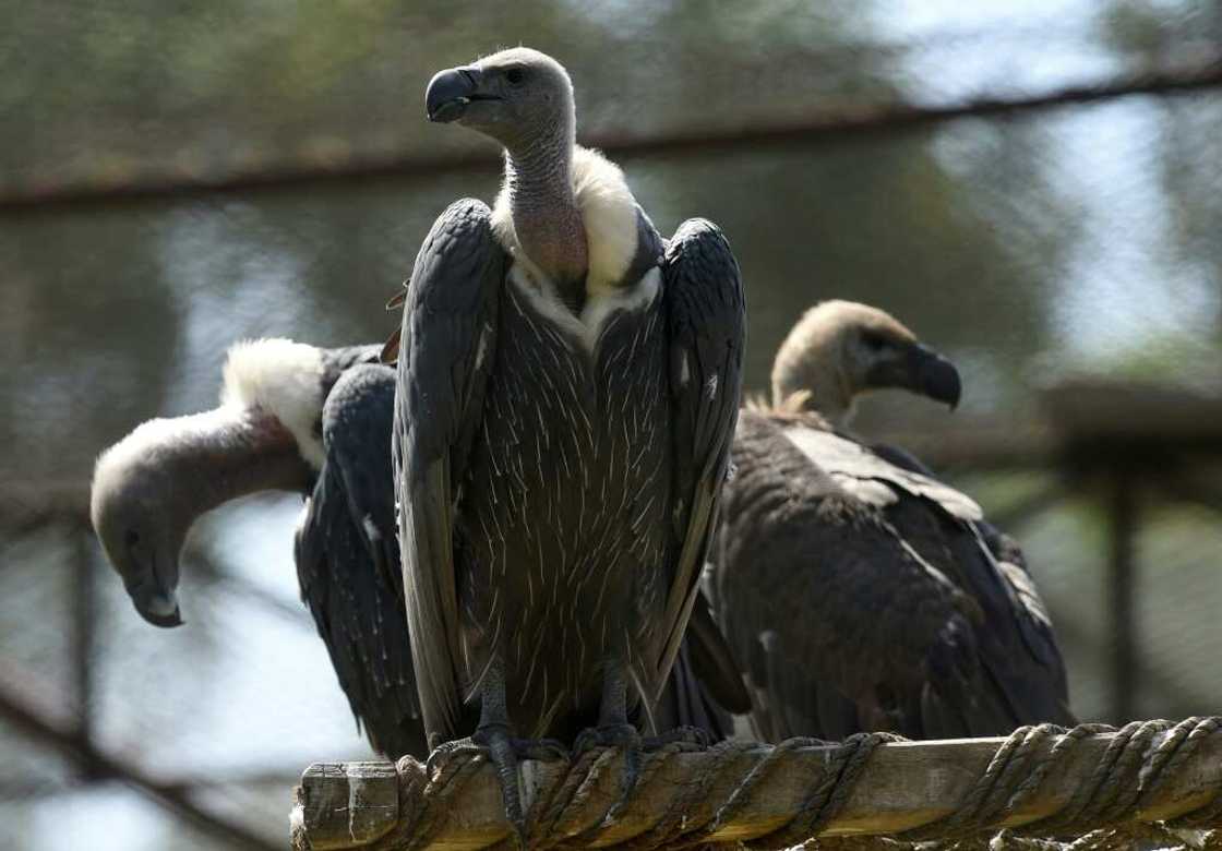 The white-backed vulture is listed on the IUCN's 'red list' of critically-endangered bird species The white-backed vulture is listed on the IUCN's 'red list' of critically-endangered bird species