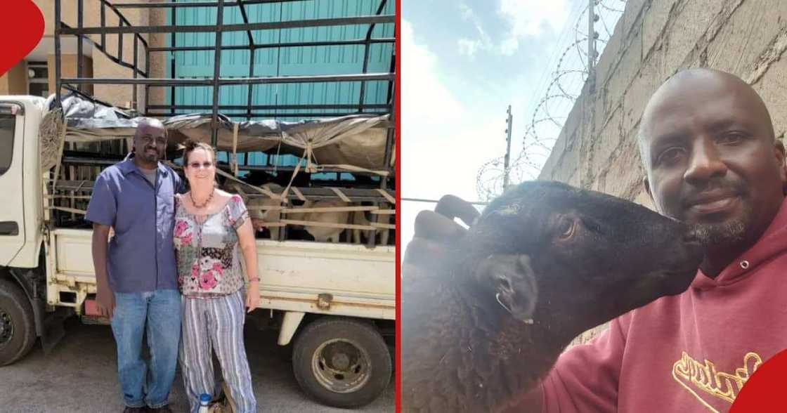 James Kahiga and his wife Beth rear Dorper sheep in Nyandarua.