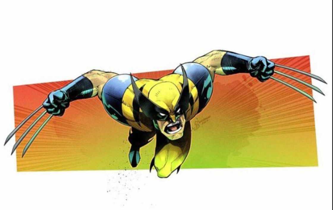 Wolverine animal Wolverine animal
