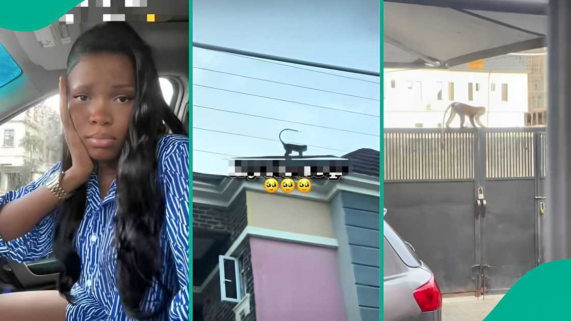 Nigerian lady shares video as monkey keeps coming to her house Nigerian lady shares video as monkey keeps coming to her house